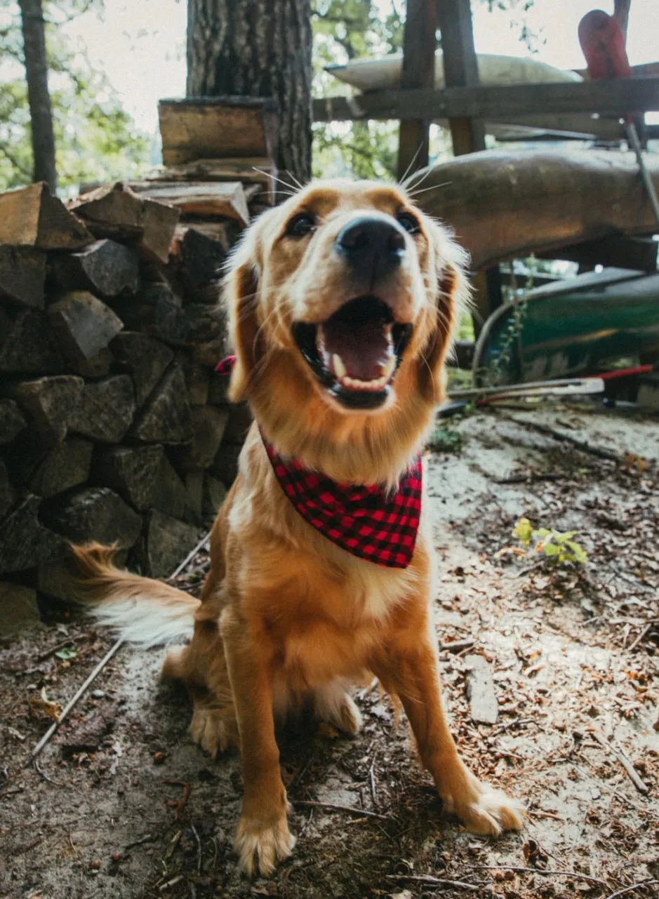 Adventure Bandanas^Kiel James Patrick Buffalo Bennie Flandana
