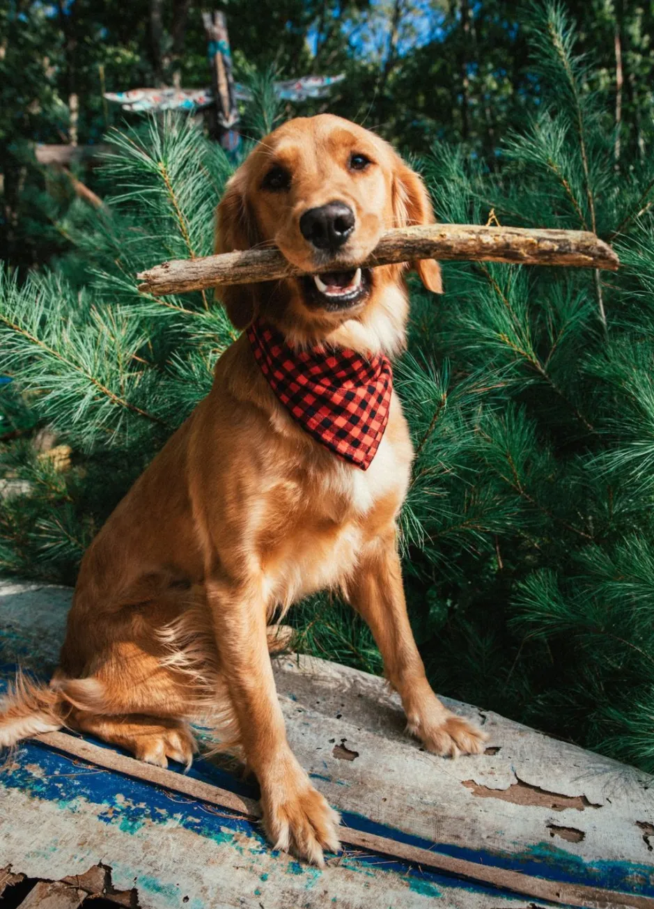 Adventure Bandanas^Kiel James Patrick Buffalo Bennie Flandana