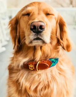 Leashes & Collars^Kiel James Patrick Clayton'S Canopy Hammock Dog Collar