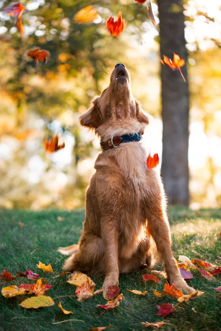 Leashes & Collars^Kiel James Patrick Hortock'S Compass Rose Dog Collar